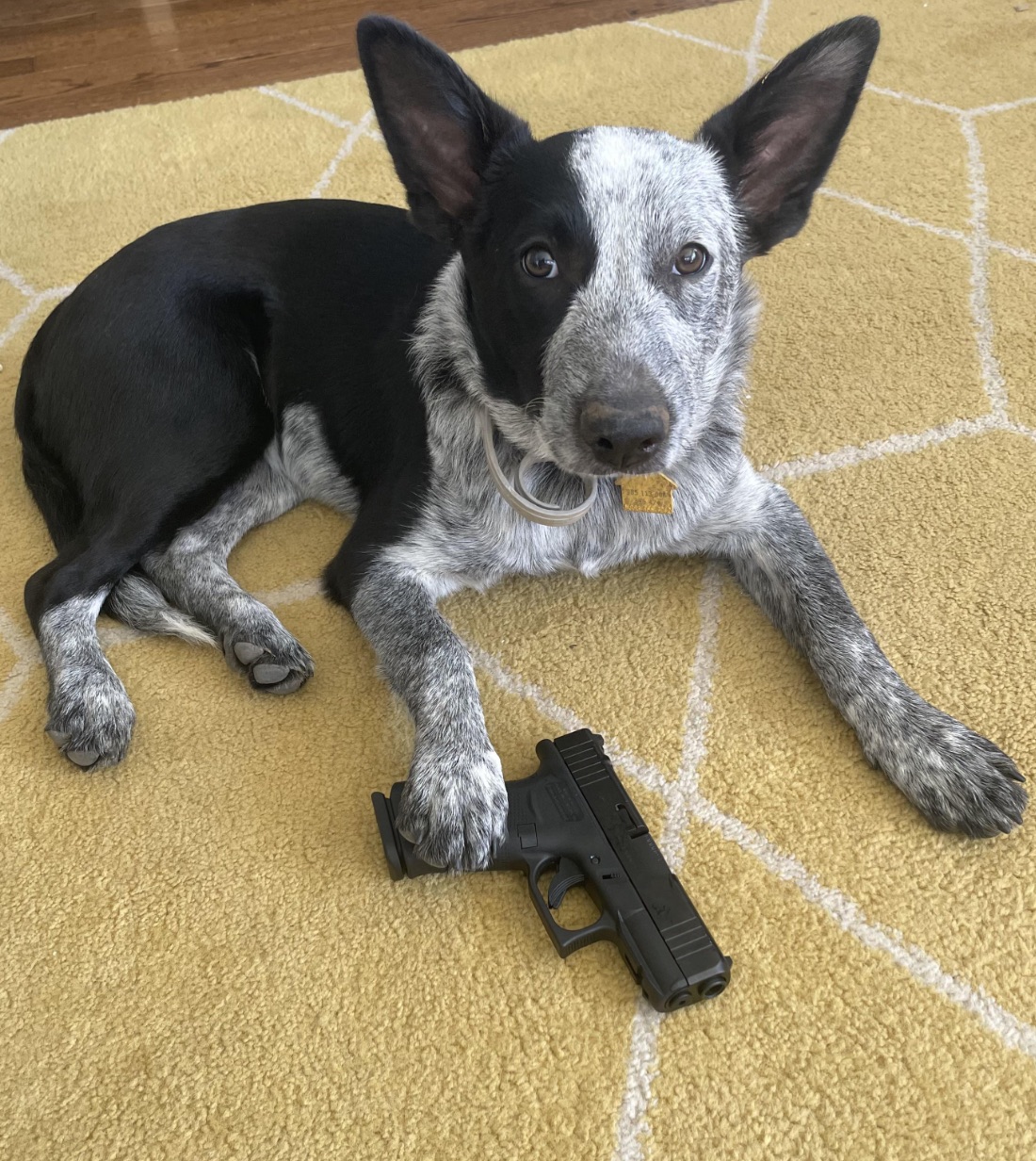 australian stumpy tail cattle dog